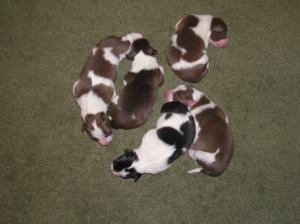 Bordercolliepuppies